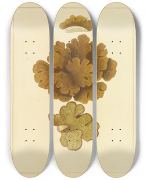 Triptych art skateboard deck of James Bolton Icons Fungorum Circa Halifax Sponte Nascentium Pl214 by James Bolton (1735-1799)