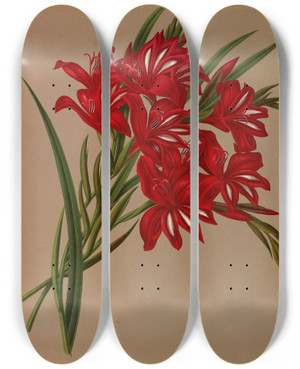 Triptych art skateboard deck of Arentina Hendrica Arendsen Gladiolus Cardinalis by Arentina Hendrica Arendsen (1836-1915)