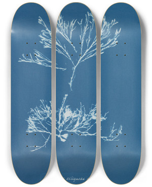 Triptych art skateboard deck of Anna Atkins Halidrys Siliquosa Minor by Anna Atkins (1799-1871)
