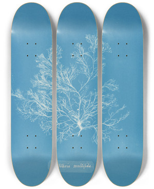 Triptych art skateboard deck of Anna Atkins Griffithsia Multifida by Anna Atkins (1799-1871)