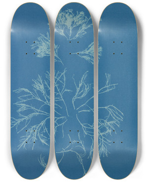 Triptych art skateboard deck of Anna Atkins Corallina Officinalis by Anna Atkins (1799-1871)
