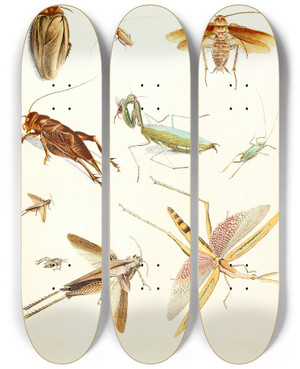 Triptych art skateboard deck of Johann Heinrich Sulzer Dr Sulzers Short History Of Insects Pl 08 by Johann Heinrich Sulzer (1735-1813)