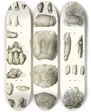 Triptych art skateboard deck of Antonn Fri Die Crustaceen Der Bhmischen Kreideformation Pl 10 by Antonin Fric (1832-1913)