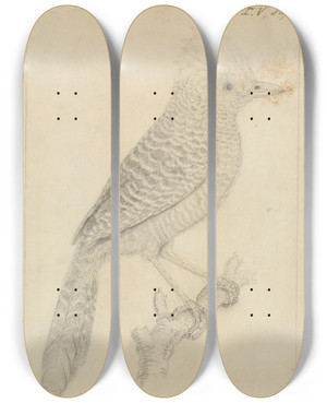 Triptych art skateboard deck of James Sowerby Tufted Antshrike by James Sowerby (1757-1822)