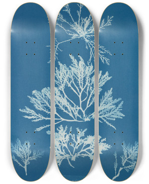 Triptych art skateboard deck of Anna Atkins Laurencia Pinnatifida by Anna Atkins (1799-1871)