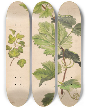 Triptych art skateboard deck of Henryka Beyer Ivy Twig And Grapevine Twig by Henryka Beyer (1782-1855)