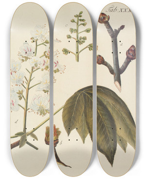 Triptych art skateboard deck of Carl Christoph Oelhafen Von Schllenbach Abbildung Der Wilden Bume Stauden Und Buschgewchse Pl071 by Carl Christoph Oelhafen Von Schollenbach (1709-1785)
