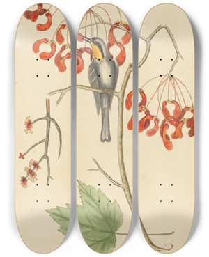 Triptych art skateboard deck of Mark Catesby The Yellow Throated Creeper by Mark Catesby (1683-1749)