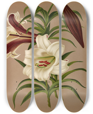 Triptych art skateboard deck of Arentina Hendrica Arendsen Lilium Brownii by Arentina Hendrica Arendsen (1836-1915)