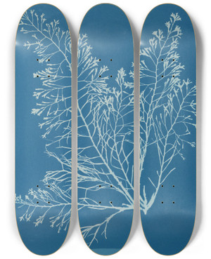 Triptych art skateboard deck of Anna Atkins Cystoseira Granulata by Anna Atkins (1799-1871)