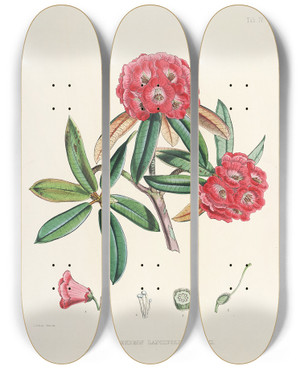 Triptych art skateboard deck of Walter Hood Fitch The Rhododendrons Of Sikkimhimalaya Pl04 by Walter Hood Fitch (1817-1892)