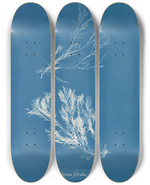 Triptych art skateboard deck of Anna Atkins Polysiphonia Fibrata_2 by Anna Atkins (1799-1871)