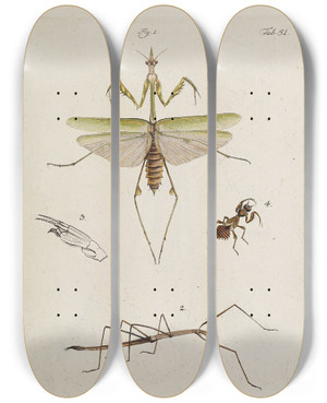 Triptych art skateboard deck of Johann Caspar Fuessli Archives De Lhistoire Des Insectes Pl46 by Johann Caspar Fuessli (1743-1786)