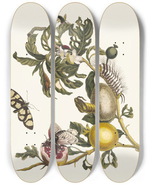 Triptych art skateboard deck of Maria Sibylla Merian Guajaves by Maria Sibylla Merian (1647-1717)
