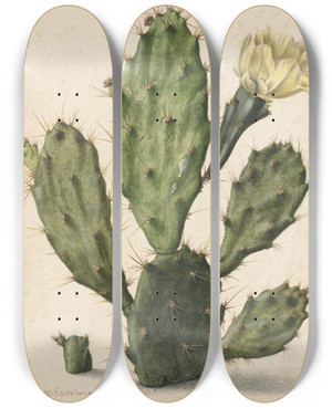 Triptych art skateboard deck of Herman Saftleven Pear Cactus In Bloom by Herman Saftleven (1609-1685)