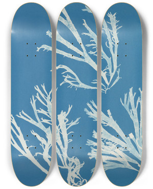 Triptych art skateboard deck of Anna Atkins Rhodomenia Polycarpa_1 by Anna Atkins (1799-1871)