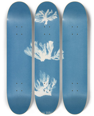 Triptych art skateboard deck of Anna Atkins Schizonema Dillwynii by Anna Atkins (1799-1871)