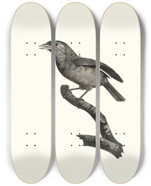Triptych art skateboard deck of Jacques Barraband Le Barbu Gorge Bleu Mle by Jacques Barraband (1767-1809)