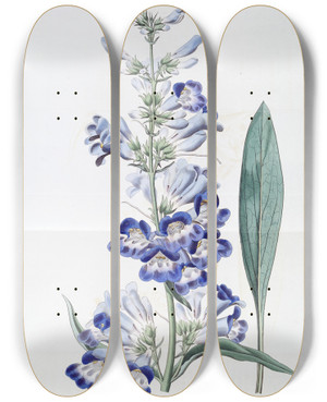 Triptych art skateboard deck of Sydenham Edwards Shewy Pentstemon by Sydenham Edwards (1768-1819)