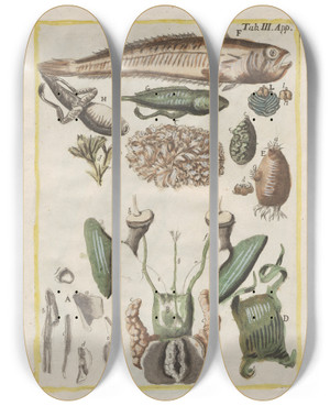Triptych art skateboard deck of Filippo Buonanni Rerum Naturalium Historia Nempe Quadrupedum Pl50 by Filippo Buonanni (1638-1723)