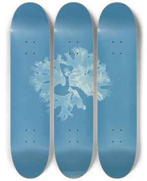 Triptych art skateboard deck of Anna Atkins Rhodomenia Bifida Var Latifolia by Anna Atkins (1799-1871)