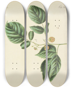 Triptych art skateboard deck of Carl Christoph Oelhafen Von Schllenbach Abbildung Der Wilden Bume Stauden Und Buschgewchse Pl136 by Carl Christoph Oelhafen Von Schollenbach (1709-1785)