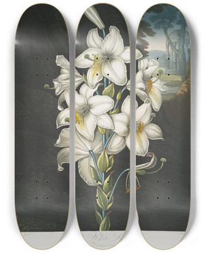 Triptych art skateboard deck of Robert John Thornton The White Lily With Varigatedleaves by Robert John Thornton (1768-1837)