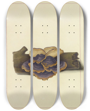 Triptych art skateboard deck of James Bolton Icons Fungorum Circa Halifax Sponte Nascentium Pl112 by James Bolton (1735-1799)