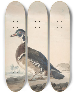 Triptych art skateboard deck of Aert Schouman A Duck by Aert Schouman (1710-1792)