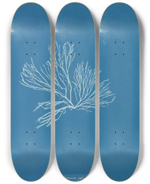 Triptych art skateboard deck of Anna Atkins Rhodomenia Palmata Sarniensis by Anna Atkins (1799-1871)
