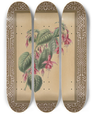 Triptych art skateboard deck of James Andrews The Fuchsia by James Andrews (1801-1876)