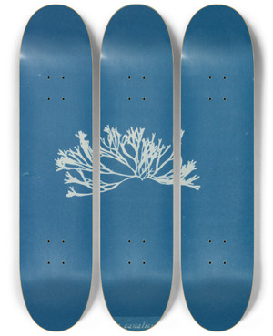 Triptych art skateboard deck of Anna Atkins Fucus Canaliculatus by Anna Atkins (1799-1871)
