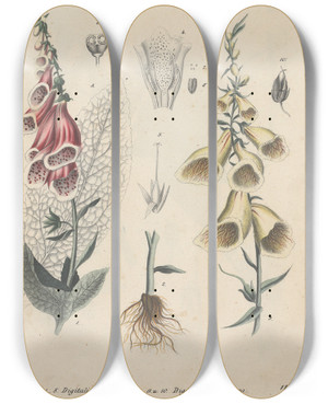 Triptych art skateboard deck of Friedrich Berge Giftpflanzenbuch Pl11 by Friedrich Berge (1811-1883)