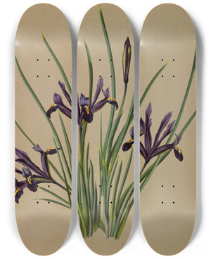 Triptych art skateboard deck of Arentina Hendrica Arendsen Iris Reticulata by Arentina Hendrica Arendsen (1836-1915)