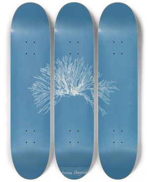 Triptych art skateboard deck of Anna Atkins Polysiphonia Thuyoides by Anna Atkins (1799-1871)
