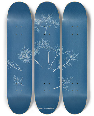 Triptych art skateboard deck of Anna Atkins Gelidium Corneum by Anna Atkins (1799-1871)