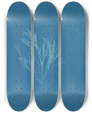 Triptych art skateboard deck of Anna Atkins Griffithsia Corallina_1 by Anna Atkins (1799-1871)