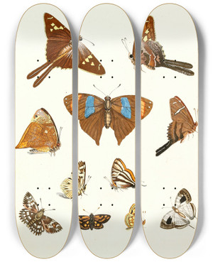 Triptych art skateboard deck of Johann Heinrich Sulzer Dr Sulzers Short History Of Insects Pl 18 by Johann Heinrich Sulzer (1735-1813)