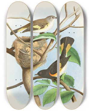 Triptych art skateboard deck of Edwin L Sheppard American Redstart by Edwin L Sheppard (1904)