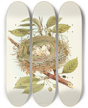 Triptych art skateboard deck of Edwin L Sheppard Kingbird by Edwin L Sheppard (1904)