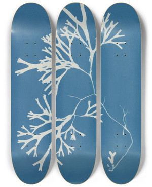 Triptych art skateboard deck of Anna Atkins Fucus Vesiculosus Var Linearis by Anna Atkins (1799-1871)