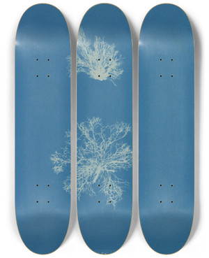 Triptych art skateboard deck of Anna Atkins Calothrix Confervicola by Anna Atkins (1799-1871)