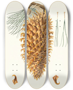 Triptych art skateboard deck of Aylmer Bourke Lambert Pinus Coulteri Greathooked Pine Bigcone Pine by Aylmer Bourke Lambert (1761-1842)