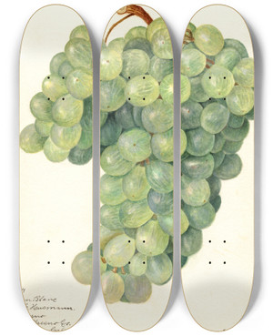 Triptych art skateboard deck of Amanda Almira Newton Vitis Servan Blanc by Amanda Almira Newton (1860-1943)