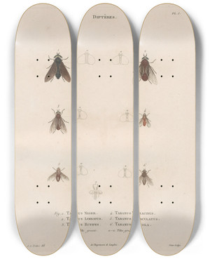 Triptych art skateboard deck of Jean Gabriel Pretre Insectes Recueillis En Afrique Et En Amrique Pl88 by Jean Gabriel Pretre (1768-1849)