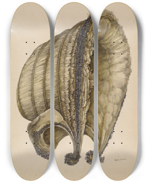 Triptych art skateboard deck of Peter Connin Silk Bonnet by Peter Connin