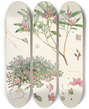 Triptych art skateboard deck of Walter Hood Fitch The Rhododendrons Of Sikkimhimalaya Pl26 by Walter Hood Fitch (1817-1892)