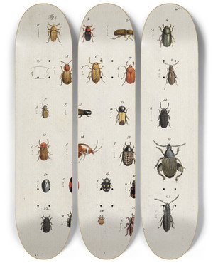 Triptych art skateboard deck of Johann Caspar Fuessli Archives De Lhistoire Des Insectes Pl21 by Johann Caspar Fuessli (1743-1786)