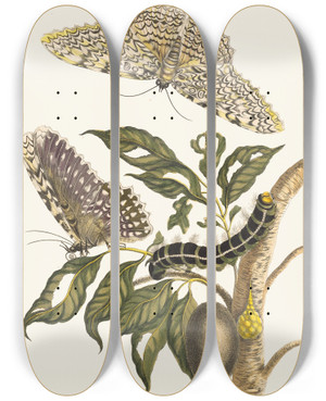 Triptych art skateboard deck of Maria Sibylla Merian Arbre De Gommegutte by Maria Sibylla Merian (1647-1717)