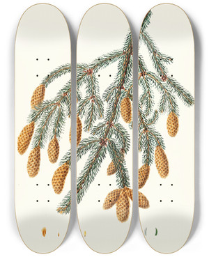 Triptych art skateboard deck of Aylmer Bourke Lambert Pinus Menziesii Wartedbranched Fir by Aylmer Bourke Lambert (1761-1842)